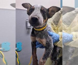Mutt Dogs for adoption in Las Vegas, NV, USA