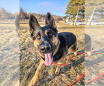 Small #27 German Shepherd Dog
