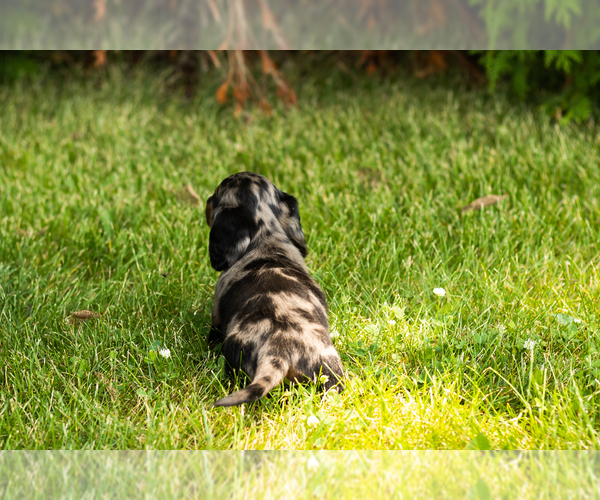 Medium Photo #5 Dachshund Puppy For Sale in MILFORD, IN, USA