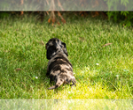 Small #4 Dachshund