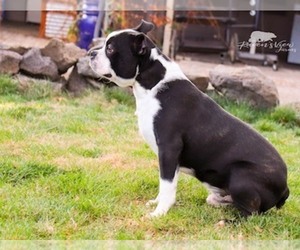 Boston Terrier Puppy for sale in WILSONVILLE, OR, USA