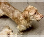 Small #2 Doxiepoo (Standard)