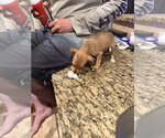 Small #2 Chihuahua Mix