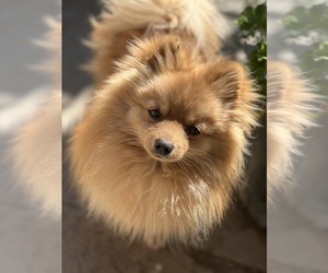 Father of the Pomeranian puppies born on 06/09/2022