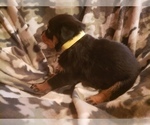 Small Photo #6 Rottweiler Puppy For Sale in EDEN, IN, USA