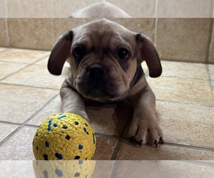 Medium American Bullnese-French Bulldog Mix
