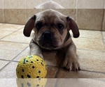 Puppy Rolls American Bullnese-French Bulldog Mix