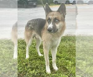 German Shepherd Dog Dogs for adoption in Fort Lauderdale, FL, USA