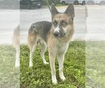 *WILE E - Male German Shepherd Dog Dog for Adoption - Small photo
