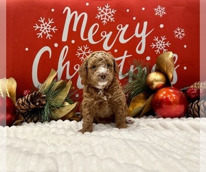 Poodle (Toy) Puppy for sale in PHILADELPHIA, PA, USA