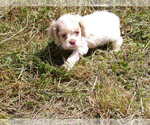 Small #1 Cocker Spaniel