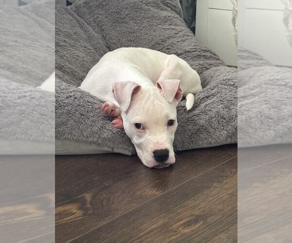 Medium Photo #2 American Pit Bull Terrier-Unknown Mix Puppy For Sale in Catasauqua, PA, USA