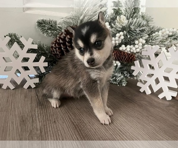 Medium Photo #1 Alaskan Klee Kai Puppy For Sale in WILLIAMSBURG, OH, USA