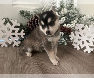 Alaskan Klee Kai Puppy for sale in WILLIAMSBURG, OH, USA