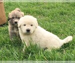 Small Photo #5 Great Pyrenees Puppy For Sale in PINEVILLE, KY, USA