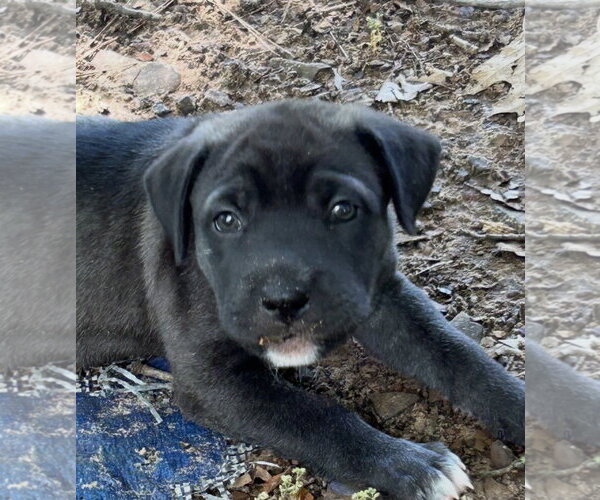 Medium Photo #3 Labrador Retriever-Unknown Mix Puppy For Sale in Rockaway, NJ, USA