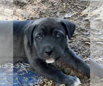 Small #2 Labrador Retriever Mix
