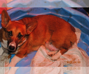 Mother of the Pembroke Welsh Corgi puppies born on 03/29/2020
