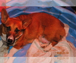 Small Photo #1 Pembroke Welsh Corgi Puppy For Sale in FALLS CITY, OR, USA