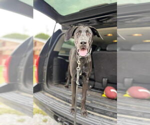 Doberman Pinscher-Unknown Mix Dogs for adoption in Bullard, TX, USA