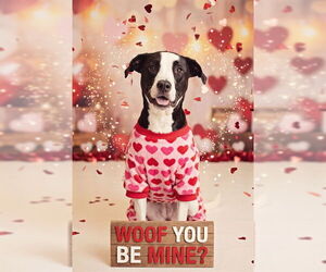 Great Dane-Unknown Mix Dogs for adoption in Belleville, IL, USA