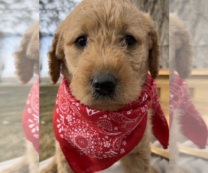 Labradoodle Puppy for sale in LOMA, CO, USA