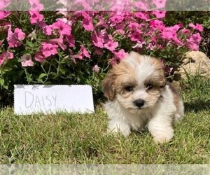 Zuchon Puppy for sale in BONDUEL, WI, USA