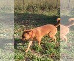 Small Photo #3 Black Mouth Cur-Unknown Mix Puppy For Sale in FRAMINGHAM, MA, USA