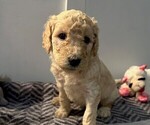 Small Photo #1 Poodle (Standard) Puppy For Sale in CLARKSVILLE, TN, USA
