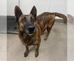 A128788 - Female Holland Shepherd Dog for Adoption - Small photo