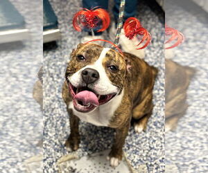 Staffordshire Bull Terrier Dogs for adoption in Jackson , NJ, USA