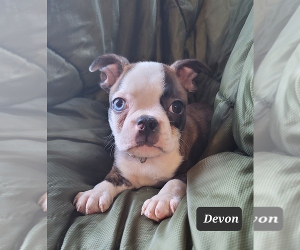 Medium Photo #10 Boston Terrier Puppy For Sale in POMEROY, OH, USA