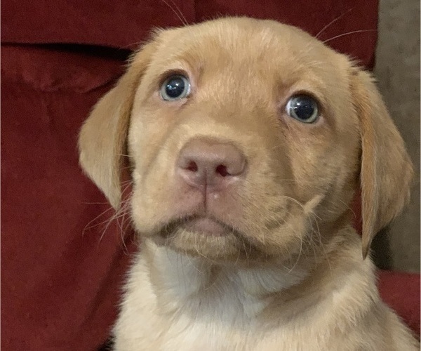 Medium Photo #9 Labrador Retriever Puppy For Sale in SPOTSYLVANIA, VA, USA