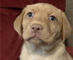 Small Photo #9 Labrador Retriever Puppy For Sale in SPOTSYLVANIA, VA, USA