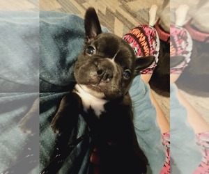 Faux Frenchbo Bulldog Puppy for sale in GREENVILLE, MI, USA