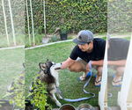 Small #3 Siberian Husky