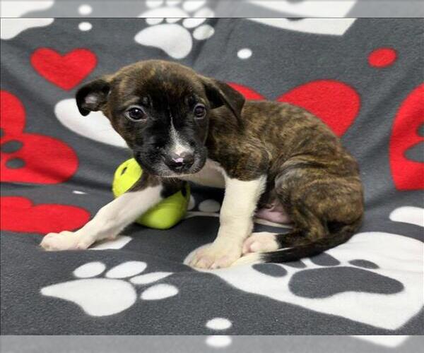 Medium Photo #1 Labrador Retriever-Unknown Mix Puppy For Sale in Grovetown, GA, USA