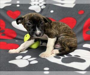 Medium Labrador Retriever Mix