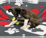 Small Labrador Retriever Mix