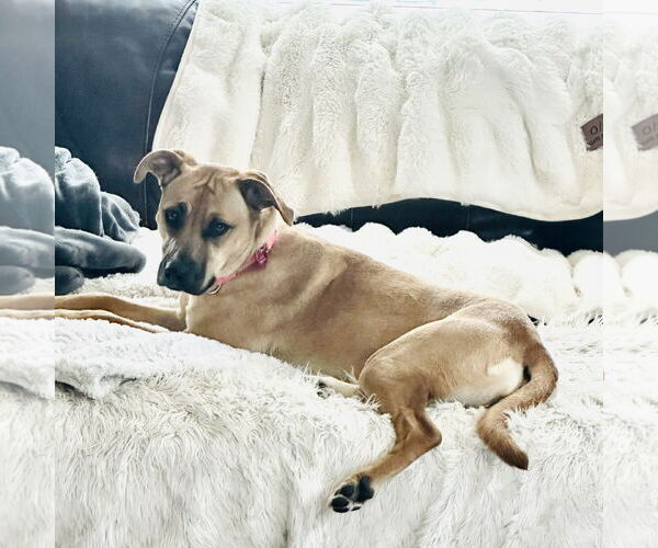 Medium Photo #6 Mutt Puppy For Sale in Fargo, ND, USA