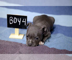 American Bully Puppy for sale in PORTLAND, OR, USA