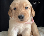 Puppy 5 Golden Retriever