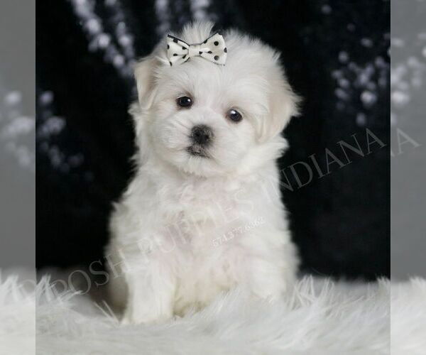 Medium Photo #5 Maltese Puppy For Sale in WARSAW, IN, USA