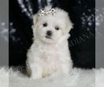 Small #4 Maltese