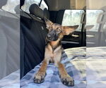 Small German Shepherd Dog Mix