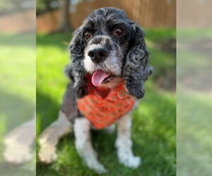 Angel - Female Cocker Spaniel Dog for Adoption - Photo #5