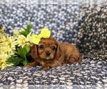 Small Photo #5 Cavalier King Charles Spaniel Puppy For Sale in CHRISTIANA, PA, USA