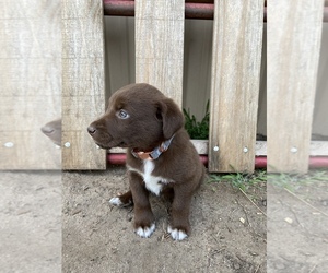 Sheprador Puppy for sale in HUTCHINSON, KS, USA