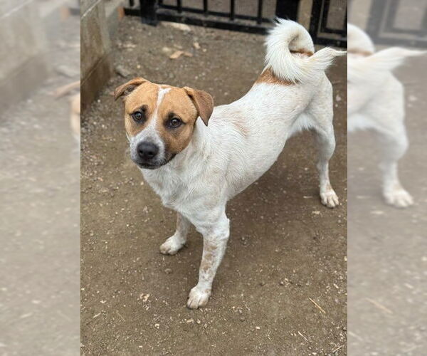 Medium Photo #2 Mutt Puppy For Sale in Riverside, CA, USA