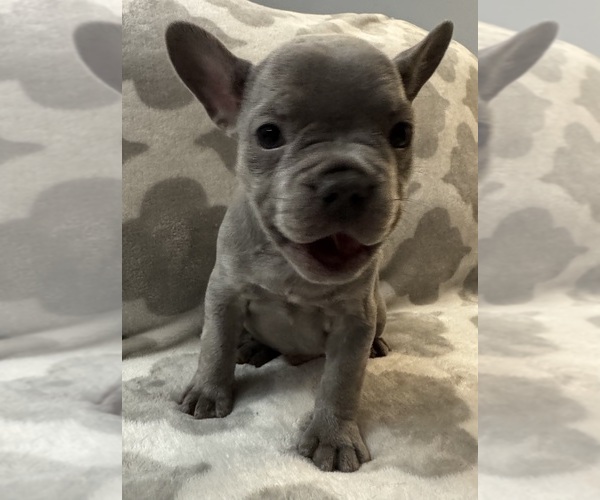 Medium Photo #25 French Bulldog Puppy For Sale in MIDDLEBURY, IN, USA